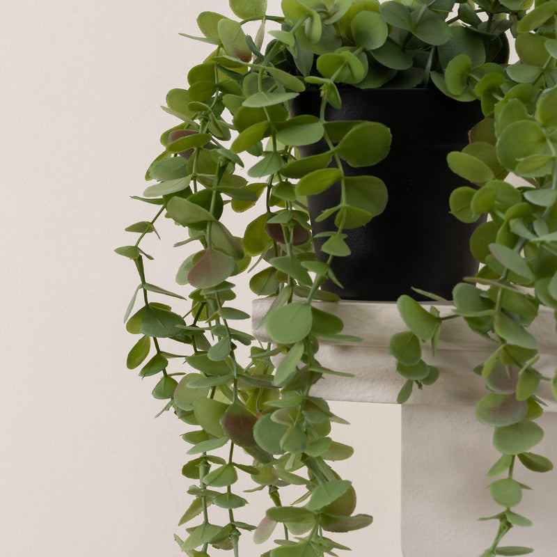 Artificial Trailing Eucalyptus
